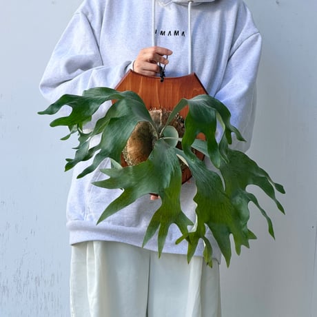 【2026.10/1〜】板付ビカクシダ　P. hillii 'Hula Hands' × P. hillii 'Drummond'