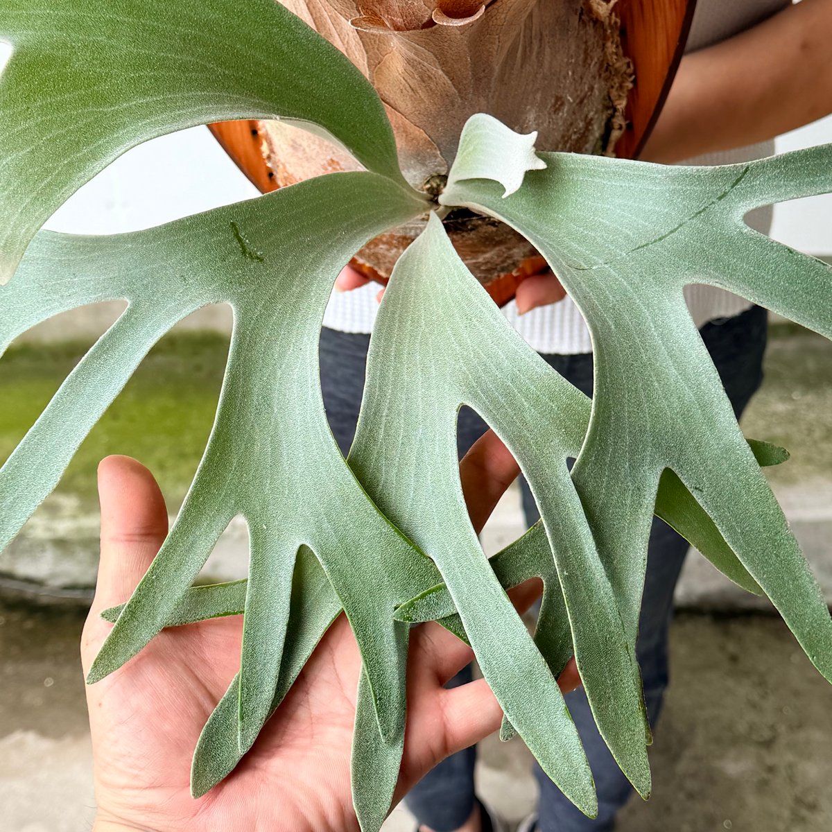 ビカクシダ P・White boy ホワイトボーイ 板付け 2026.7/23〜】板付