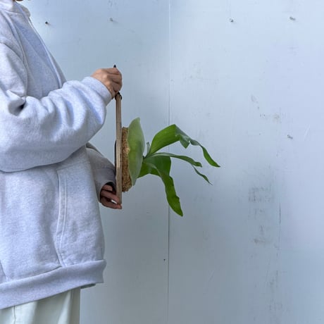 【2026.9/24〜】板付ビカクシダ　P. 'Minnie bell' [pup]