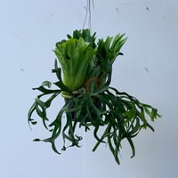 【2026.7/9〜】ビカクシダポット苗　 P. coronarium 'Thailand Dwarf'_1