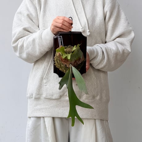 【2026.9/17〜】板付ビカクシダ　  P. willinckii 'Silver’ sporeling