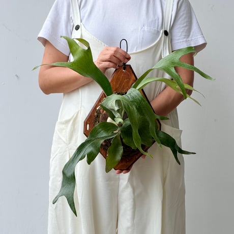 【2026.8/6〜】板付ビカクシダ　 P. 'Mt. Lewis' wide leaf [pup]