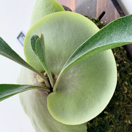 【2026.9/10〜】板付ビカクシダ　P. hillii  'Pumila Kew Garden × P. willinckii 'Bogor Mr.Suddan' [pup]