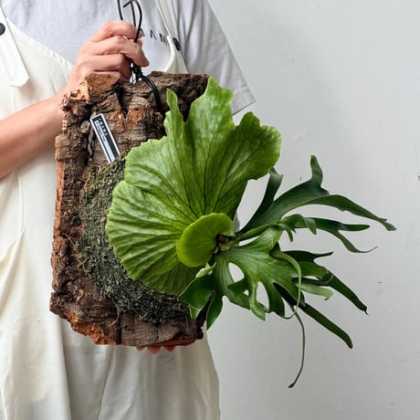【2026.9/10〜】コルク付ビカクシダ　P. coronarium 'Dragon tree'
