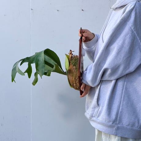 【2026.10/1〜】板付ビカクシダ　 P. hillii 'Bangpung short form' [pup]