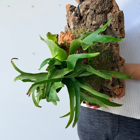 【2026.7/23〜】コルク付ビカクシダ　P. coronarium 'Dragon tree'