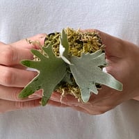 【2026.7/16〜】ビカクシダポット苗　P. willinckii 'Mew' sporeling_8