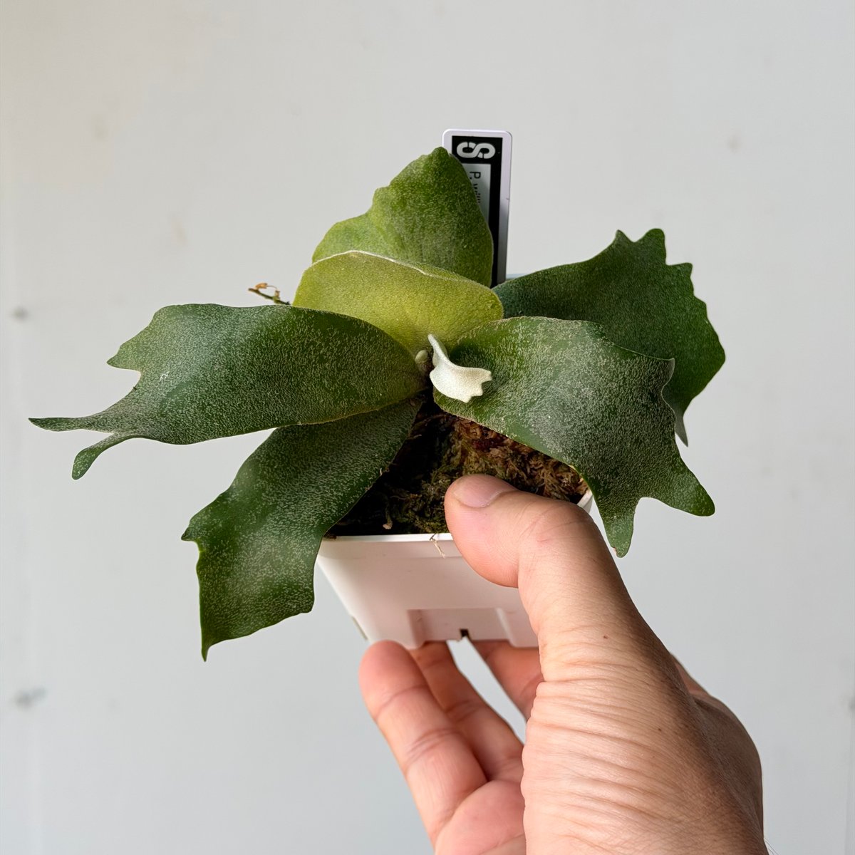【激安1ケース限定】P.Madgascariense spore /ビカクシダ 2026.7/23〜】ビカクシダポット苗 P. willinckii spore [Box