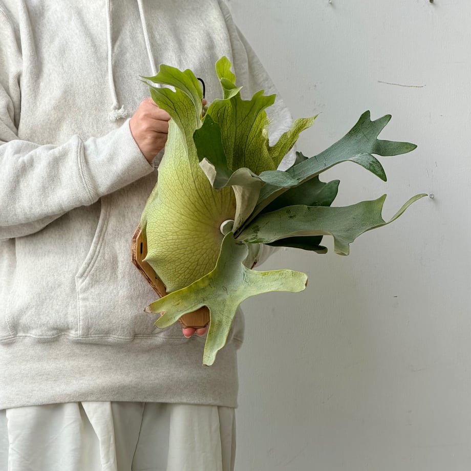 6ad02efdff965acecf6e5f95