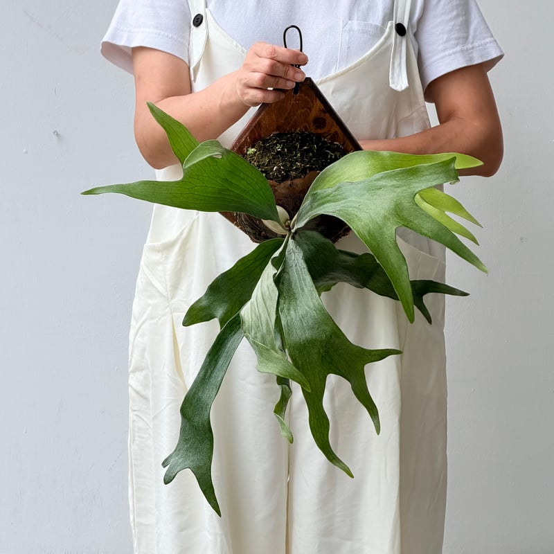 2026.8/6〜】板付ビカクシダ P. 'Mt. Lewis' wide leaf [p