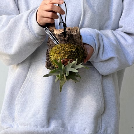 【2026.10/1〜】コルク付ビカクシダ　 P. willinckii 'Antler crown' sporeling
