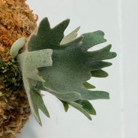 【2026.9/24〜】板付ビカクシダ　P. willinckii 'Nano' sporeling_2