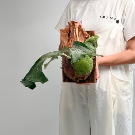 【2026.7/30〜】板付ビカクシダ　  P. bifurcatum × P. elephantotis [TC]