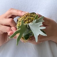 【2026.7/16〜】ビカクシダポット苗　P. willinckii 'Mew' sporeling_3