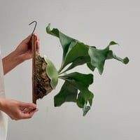 【2026.7/30〜】板付ビカクシダ　P. hillii 'Raijin' [TC]