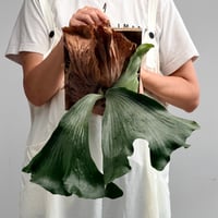 【2026.7/30〜】板付ビカクシダ　  P. bifurcatum × P. elephantotis [TC]