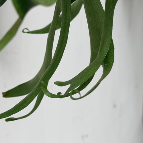 【2026.8/6〜】板付ビカクシダ　 P. coronarium 'White'