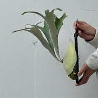 【2026.10/22〜】板付ビカクシダ　  P. veitchii 'Auburn River' sporeling