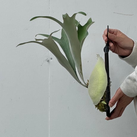 【2026.10/22〜】板付ビカクシダ　  P. veitchii 'Auburn River' sporeling