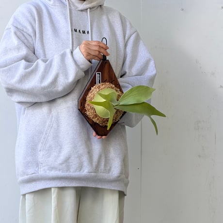 【2026.9/24〜】板付ビカクシダ　  P. ‘White Mr. Oat’ [pup]