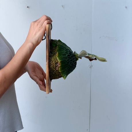 【2026.7/23〜】板付ビカクシダ　P. madagascariense [pup]