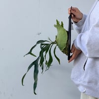 【2026.9/24〜】板付ビカクシダ　  P. 'Mt. Lewis' sporeling