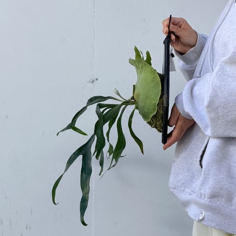 CATEGORY Platycerium（ビカクシダ/価格帯） | IMAMA