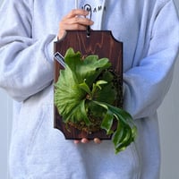 【2026.10/1〜】板付ビカクシダ　P. coronarium 'Panda’