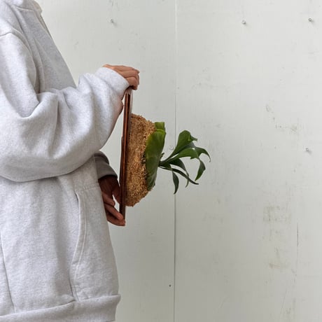 【2026.9/24〜】板付ビカクシダ　 P. 'Mt. Lewis' [sporeling]