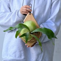 【2026.9/24〜】板付ビカクシダ　P. 'Minnie bell' [pup]