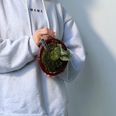 【2026.10/1〜】板付ビカクシダ　 P. willinckii 'OMG'× willinckii 'Nano' sporeling