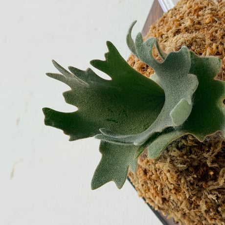 【2026.9/24〜】板付ビカクシダ　P. willinckii 'Nano' sporeling_2