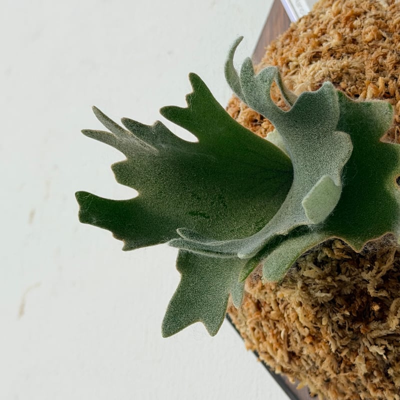 2026.9/24〜】板付ビカクシダ P. willinckii 'Nano' sporel