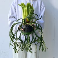 【2026.10/1〜】ビカクシダポット苗　 P. coronarium 'Thailand Dwarf'