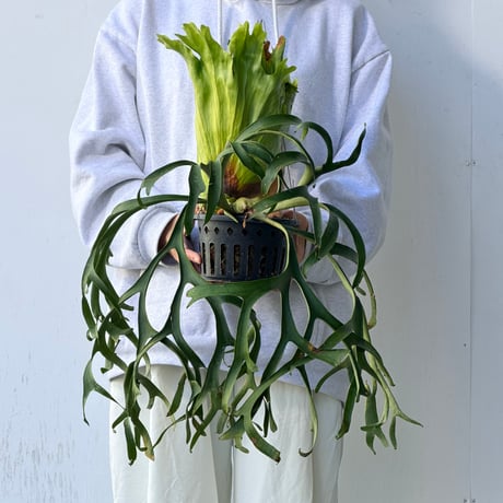 【2026.10/1〜】ビカクシダポット苗　 P. coronarium 'Thailand Dwarf'