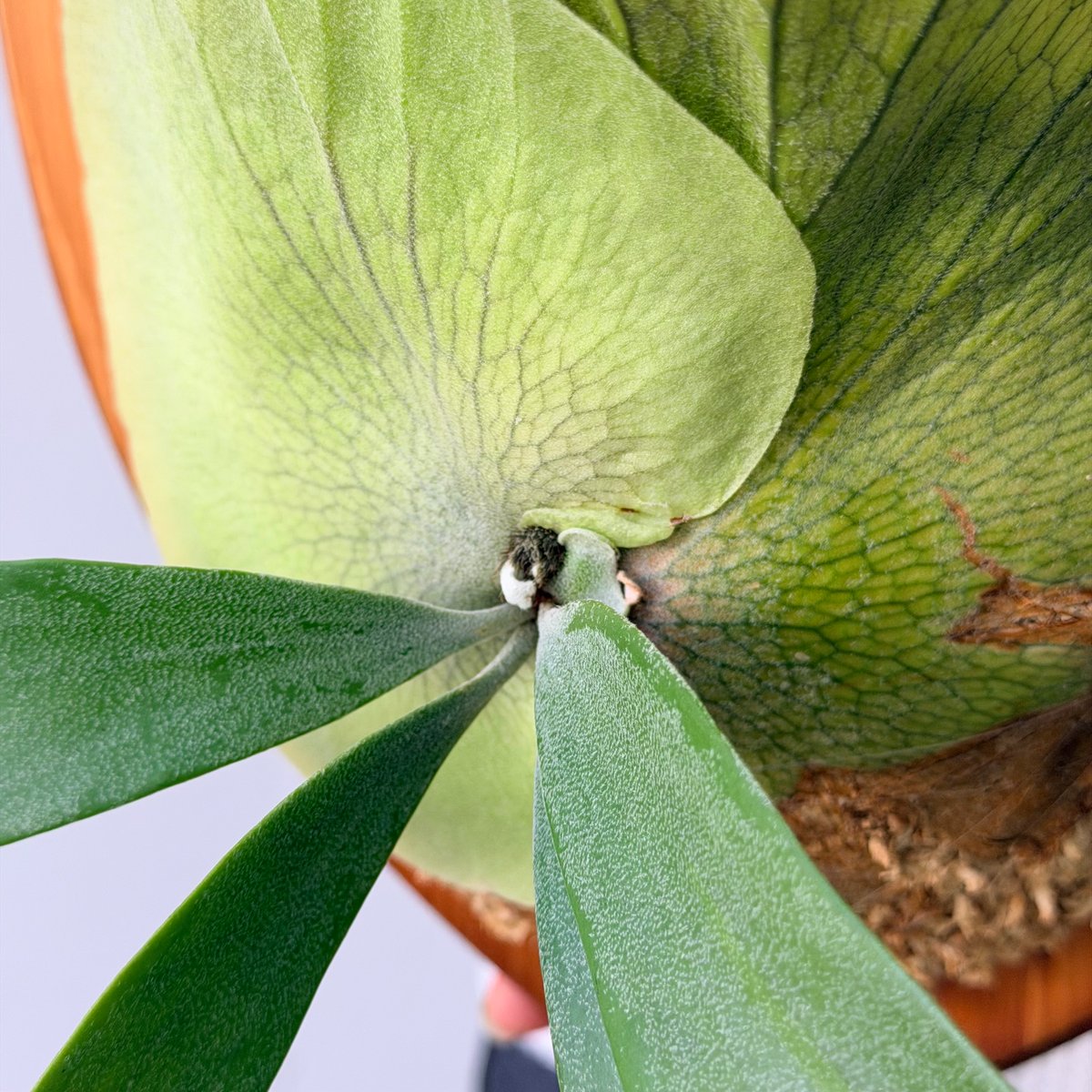 2026.7/23〜】板付ビカクシダ P. willinckii sporeling_2 |