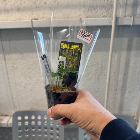 【10/18 Live販売】Urban Jungle_06