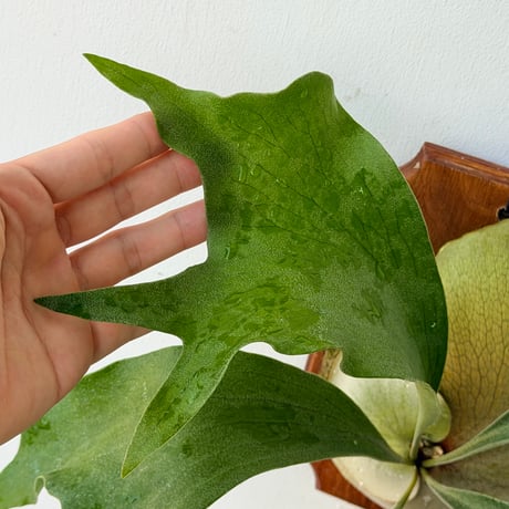 【2026.8/20〜】板付ビカクシダ　P. hillii  'Pumila Kew Garden × P. willinckii 'Bogor Mr.Suddan' [pup]
