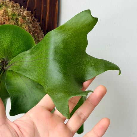 【2026.9/10〜】板付ビカクシダ　P. 'Khunphon'+P. 'Excellence'×P. bifurcatum+P. 'Bogor' mix sporeling