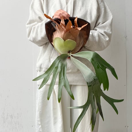 【2025.12/20〜】板付ビカクシダ　  P. 'Titan' woot #13
