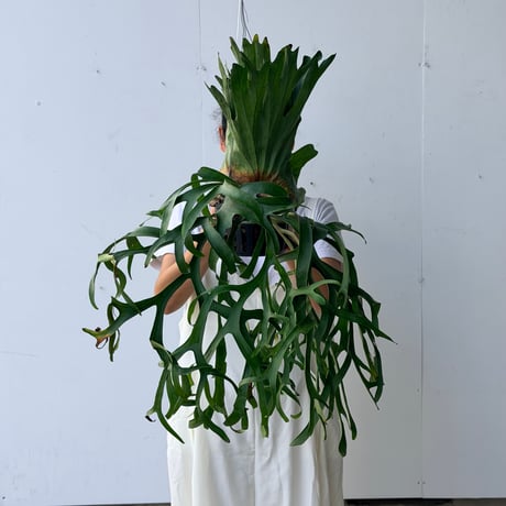 【2026.7/9〜】ビカクシダポット苗　 P. coronarium 'Thailand Dwarf'_2