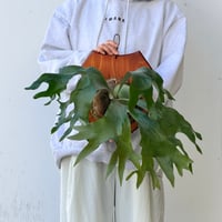 【2026.10/8〜】板付ビカクシダ　P. hillii 'Hula Hands' × P. hillii 'Drummond'