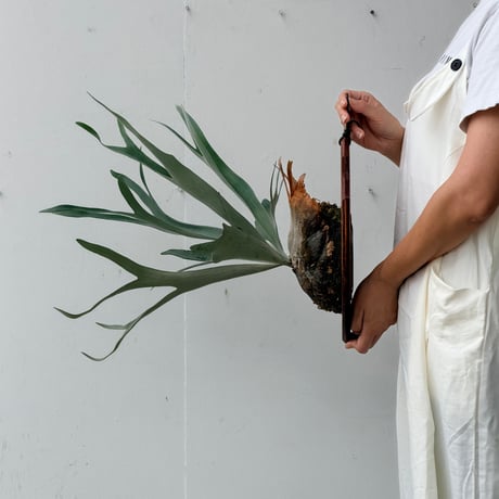 【2026.8/20〜】板付ビカクシダ　P. veitchii 'Lemoinei'