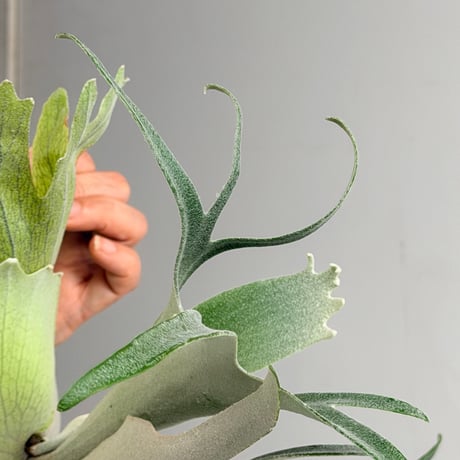 【2026.7/30〜】板付ビカクシダ　P.  'Wolverine' [TC]