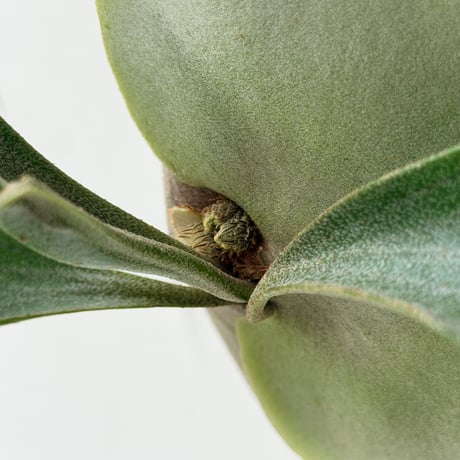 【2026.9/10〜】板付ビカクシダ　P. hillii  'Pumila Kew Garden × P. willinckii 'Bogor Mr.Suddan' [pup]