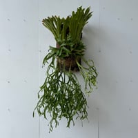 【2026.8/10〜】コルク付ビカクシダ　 P. coronarium 'Tao Bin'