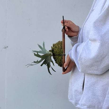 【2026.10/8〜】板付ビカクシダ　  P. wilinckii 'Bacteria' sporeling