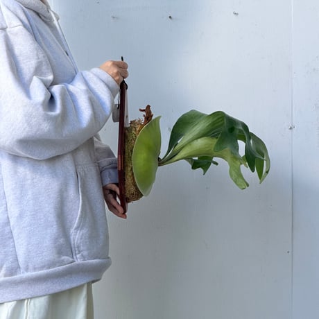 【2026.10/1〜】板付ビカクシダ　 P. hillii 'Bangpung short form' [pup]