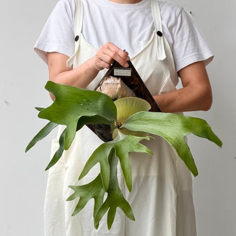 【2026.9/3〜】板付ビカクシダ　 P. 'Mt. Lewis' wide leaf [pup]