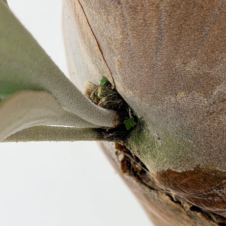 【2026.8/20〜】板付ビカクシダ　P. 'Paul whiter'
